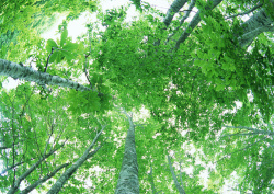 Datacraft Sozaijiten - 134 Forests & Light Falling Through Trees (200xHQ) 4ipaFilr