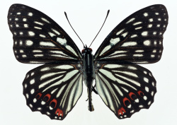 Datacraft Sozaijiten - 012 Butterflies (200xHQ) 5055FFOH