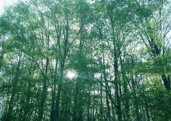 Datacraft Sozaijiten - 134 Forests & Light Falling Through Trees (200xHQ) 5sZgPkLi