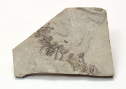 Datacraft Sozaijiten - 011 Fossils (200xHQ) 6QWf0r6f