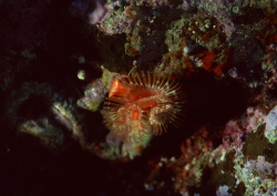 Datacraft Sozaijiten - 035 Corals and Marine Creatures (200xHQ) 6dGTBn1X