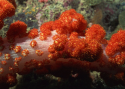Datacraft Sozaijiten - 035 Corals and Marine Creatures (200xHQ) A0djZnOv