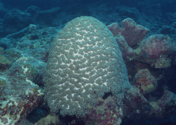 Datacraft Sozaijiten - 035 Corals and Marine Creatures (200xHQ) I7m4Gq1z