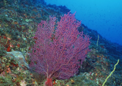 Datacraft Sozaijiten - 035 Corals and Marine Creatures (200xHQ) PIe4zt3c