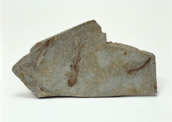 Datacraft Sozaijiten - 011 Fossils (200xHQ) Uz7f59rb