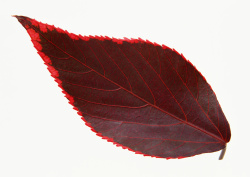 Datacraft Sozaijiten - 013 Leaves and Leaf Veins (200xHQ) N3UA0A8O