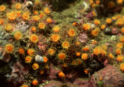 Datacraft Sozaijiten - 035 Corals and Marine Creatures (200xHQ) TPfzwel9