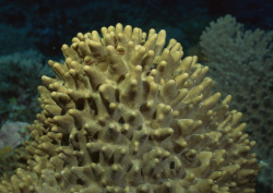 Datacraft Sozaijiten - 035 Corals and Marine Creatures (200xHQ) Tk3wnYPF