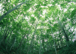 Datacraft Sozaijiten - 134 Forests & Light Falling Through Trees (200xHQ) V3WnbC0w