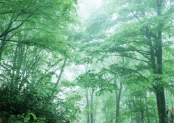 Datacraft Sozaijiten - 134 Forests & Light Falling Through Trees (200xHQ) WiHorIXG